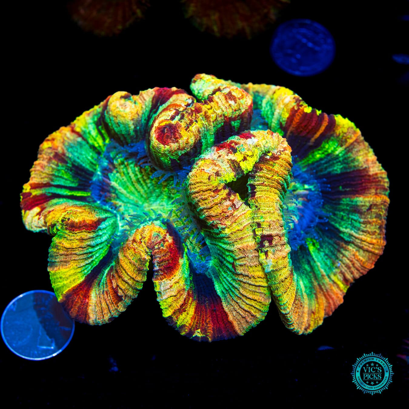 Rainbow Ridge Trachyphyllia - Daylight Photo
