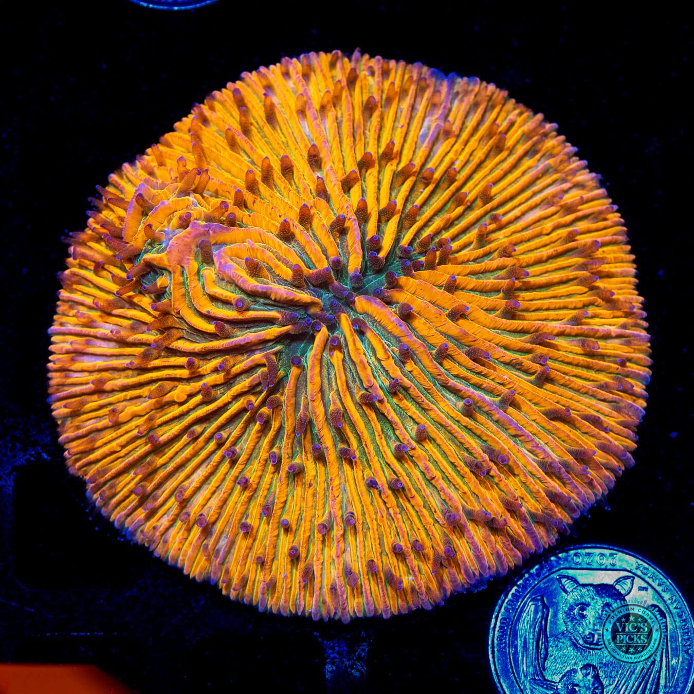 Honey Tangerine Plate - Daylight Photo