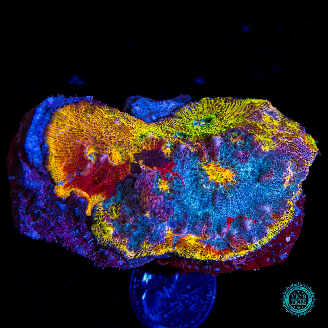 Maui Rainbow Chalice - Daylight Photo