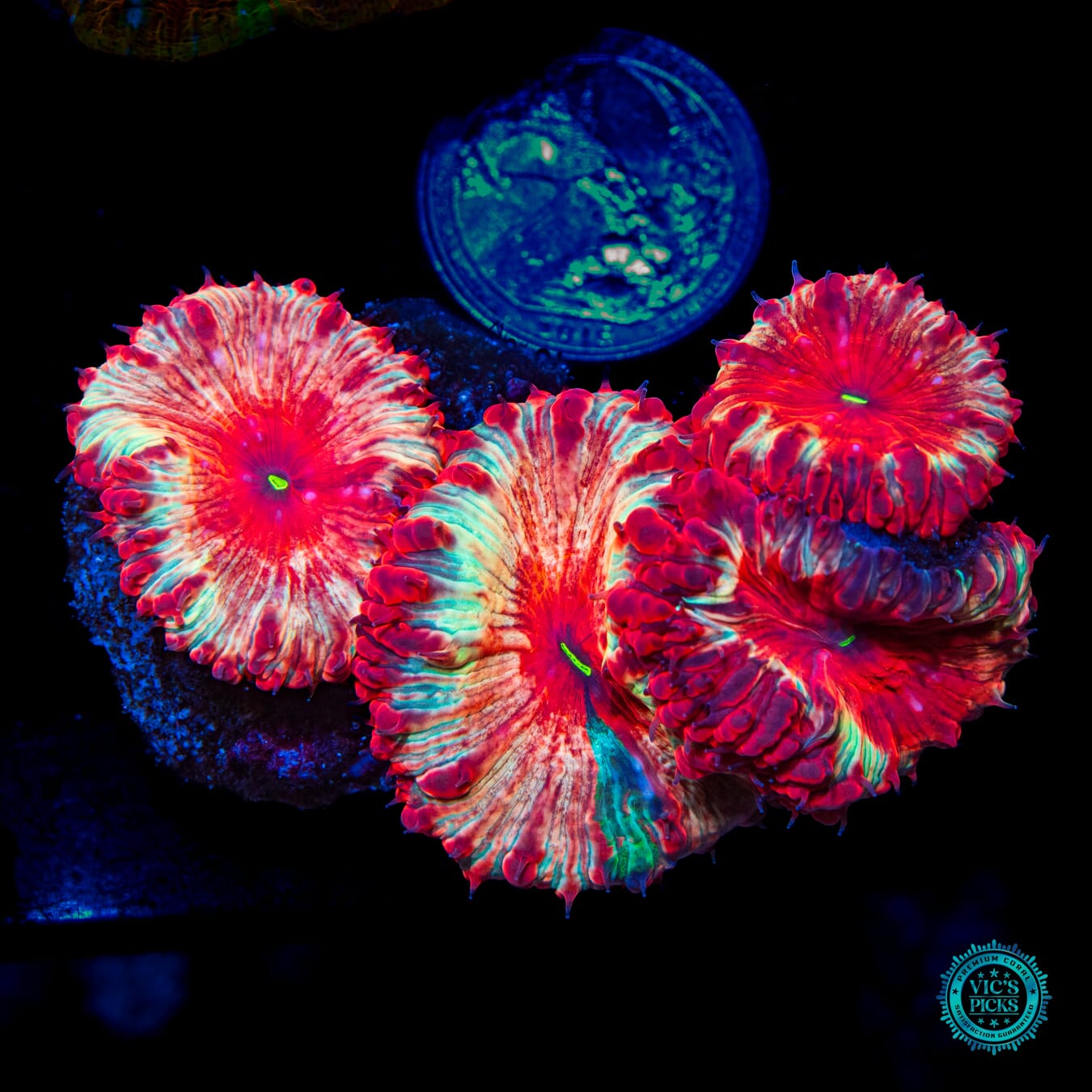 Flaming Strawberry Blastomussa - Daylight Photo