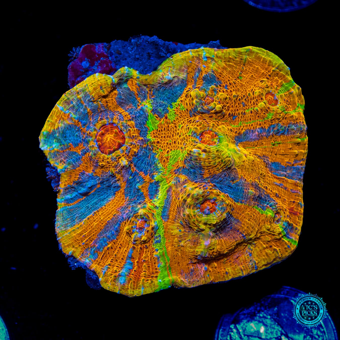 Tropic Thunder Chalice - Daylight Photo