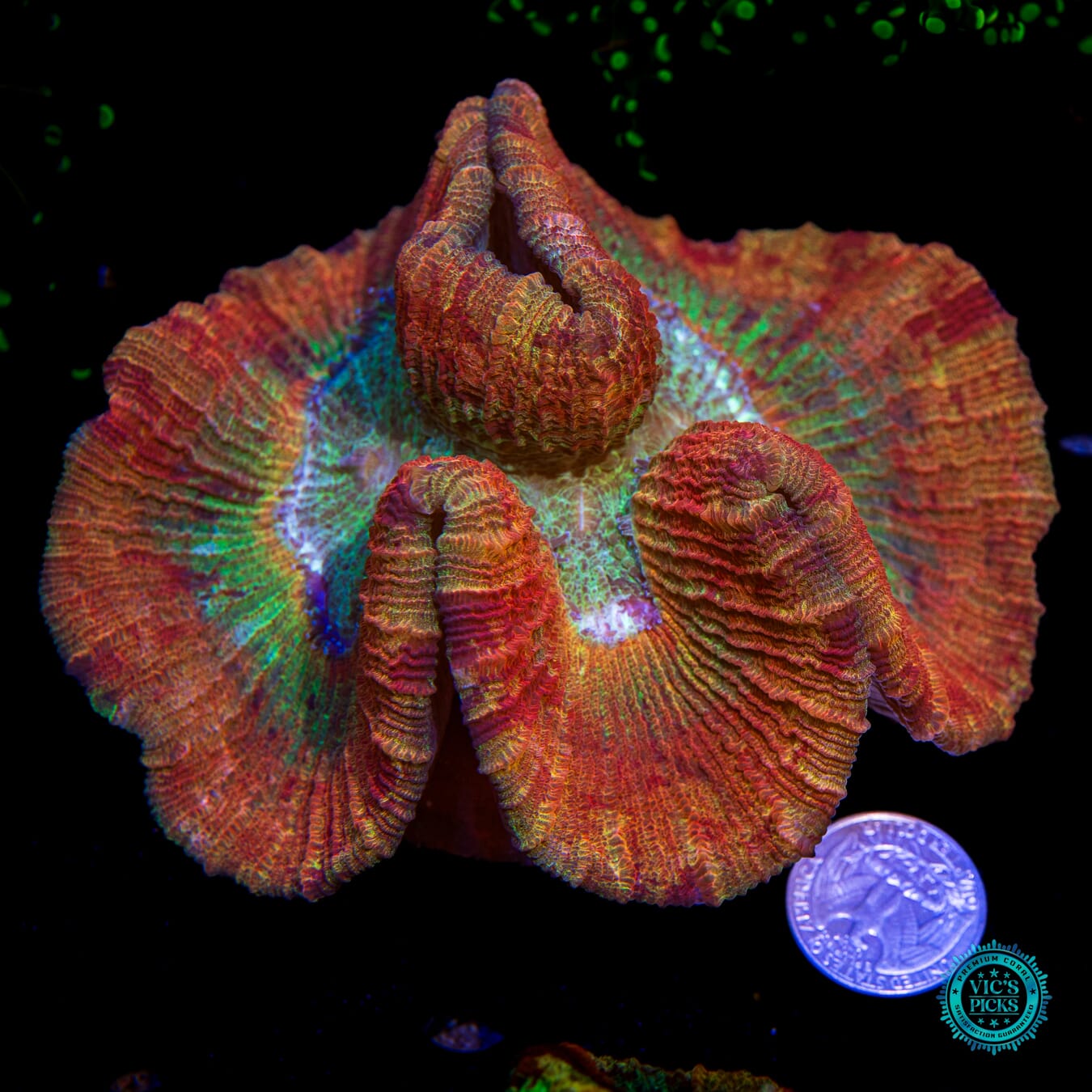 Fruit Cake Trachyphyllia - Actinic Photo