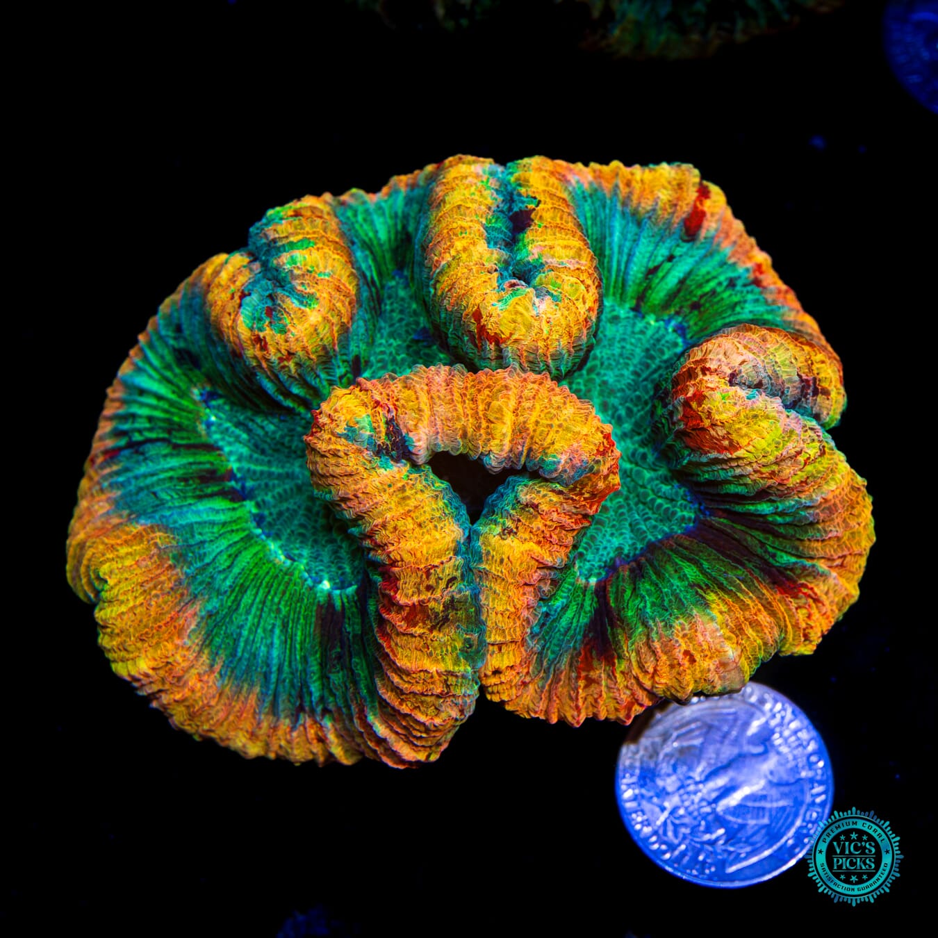 Inner Flame Trachyphyllia - Actinic Photo