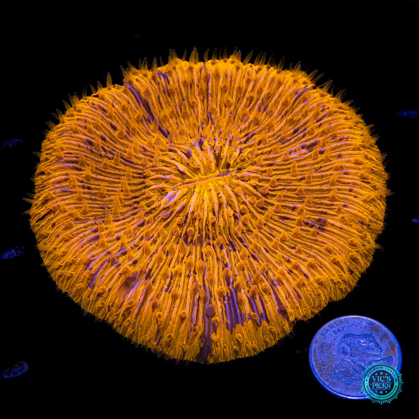 Eternal Sun Plate - Actinic Photo