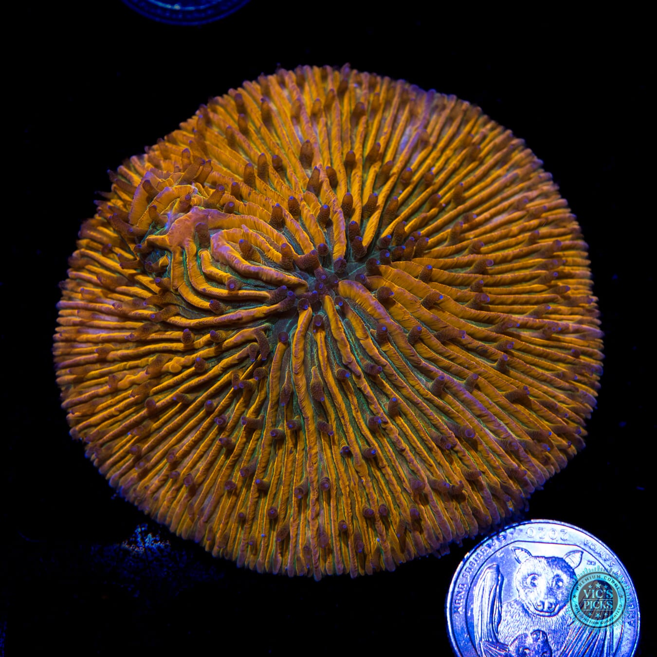 Honey Tangerine Plate - Actinic Photo