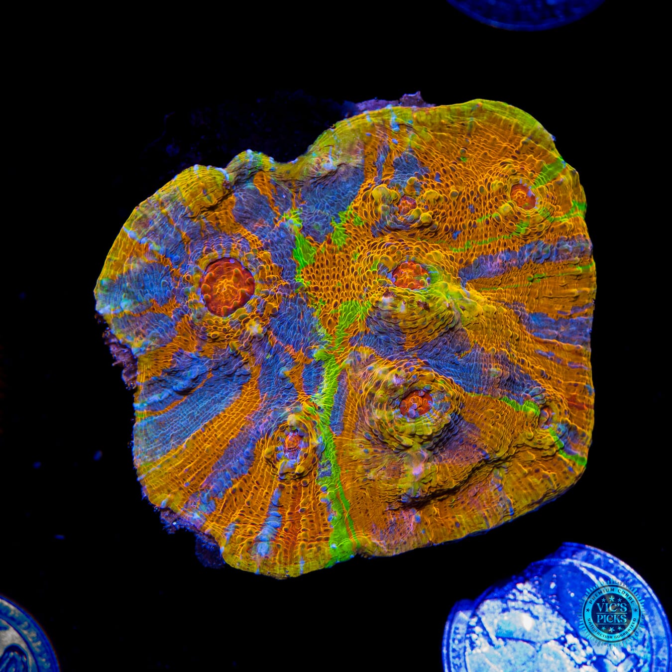 Tropic Thunder Chalice - Actinic Photo