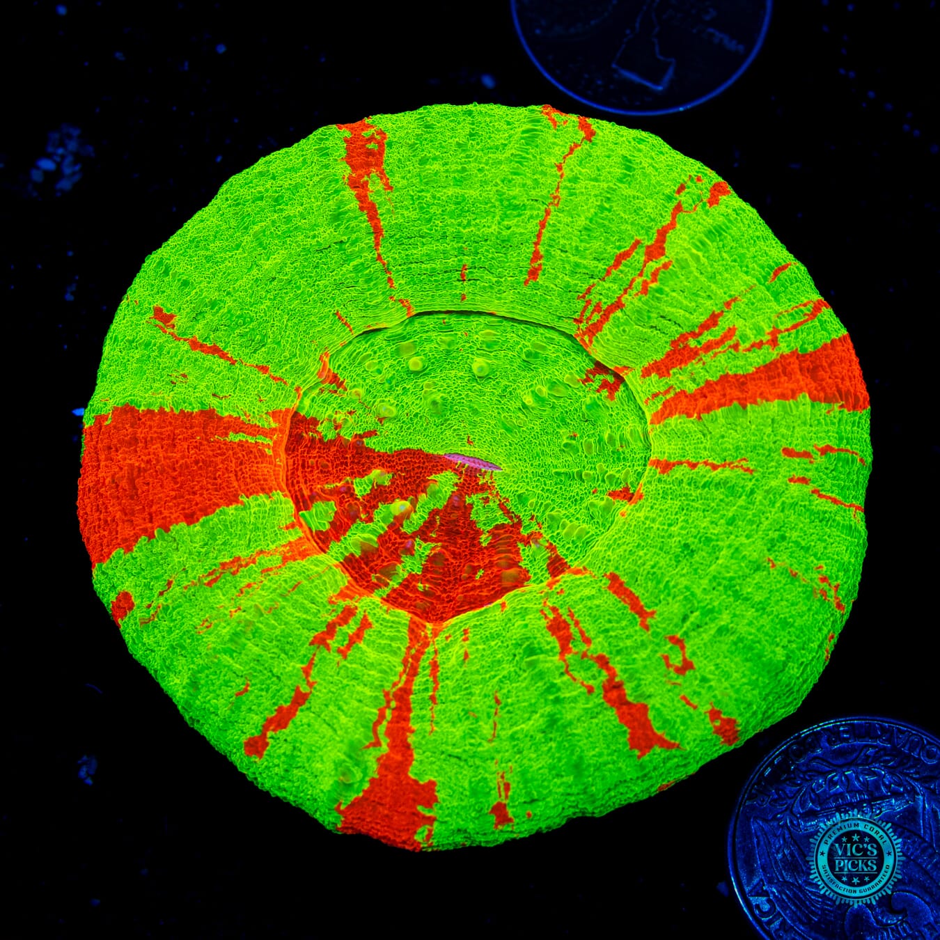 Blazing Bleeding Apple Scolymia - Daylight Photo