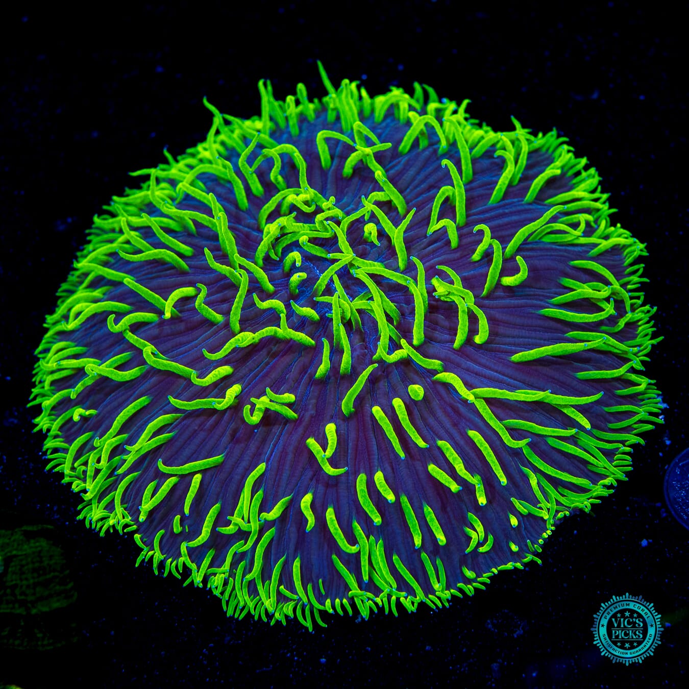 XXXL Midnight Sun Plate - Daylight Photo