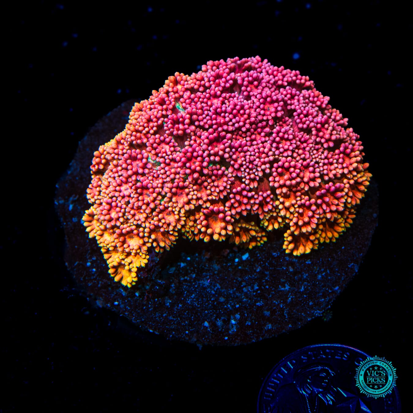 Passion Flower Goniopora - Daylight Photo