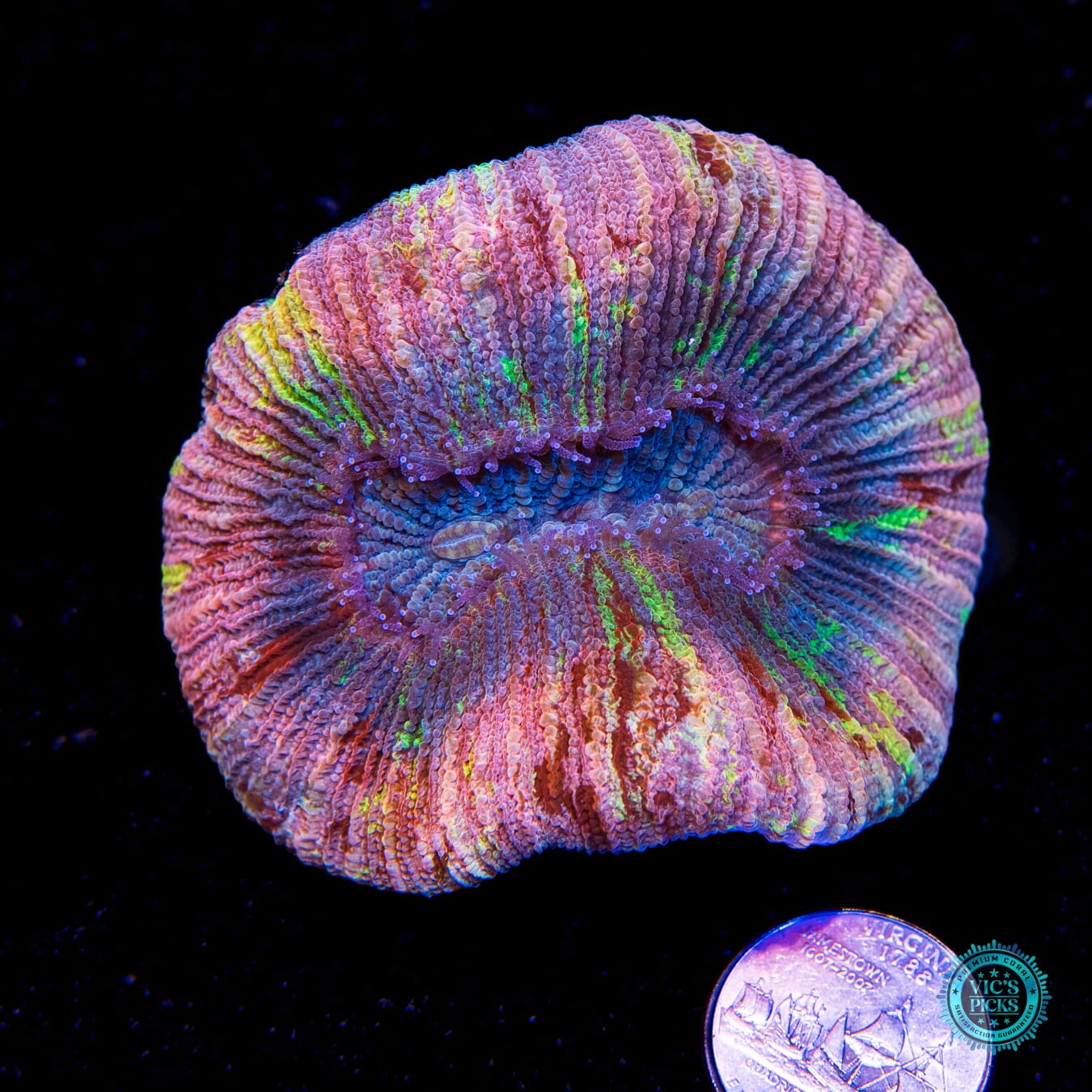 Peachtini Trachyphyllia - Actinic Photo