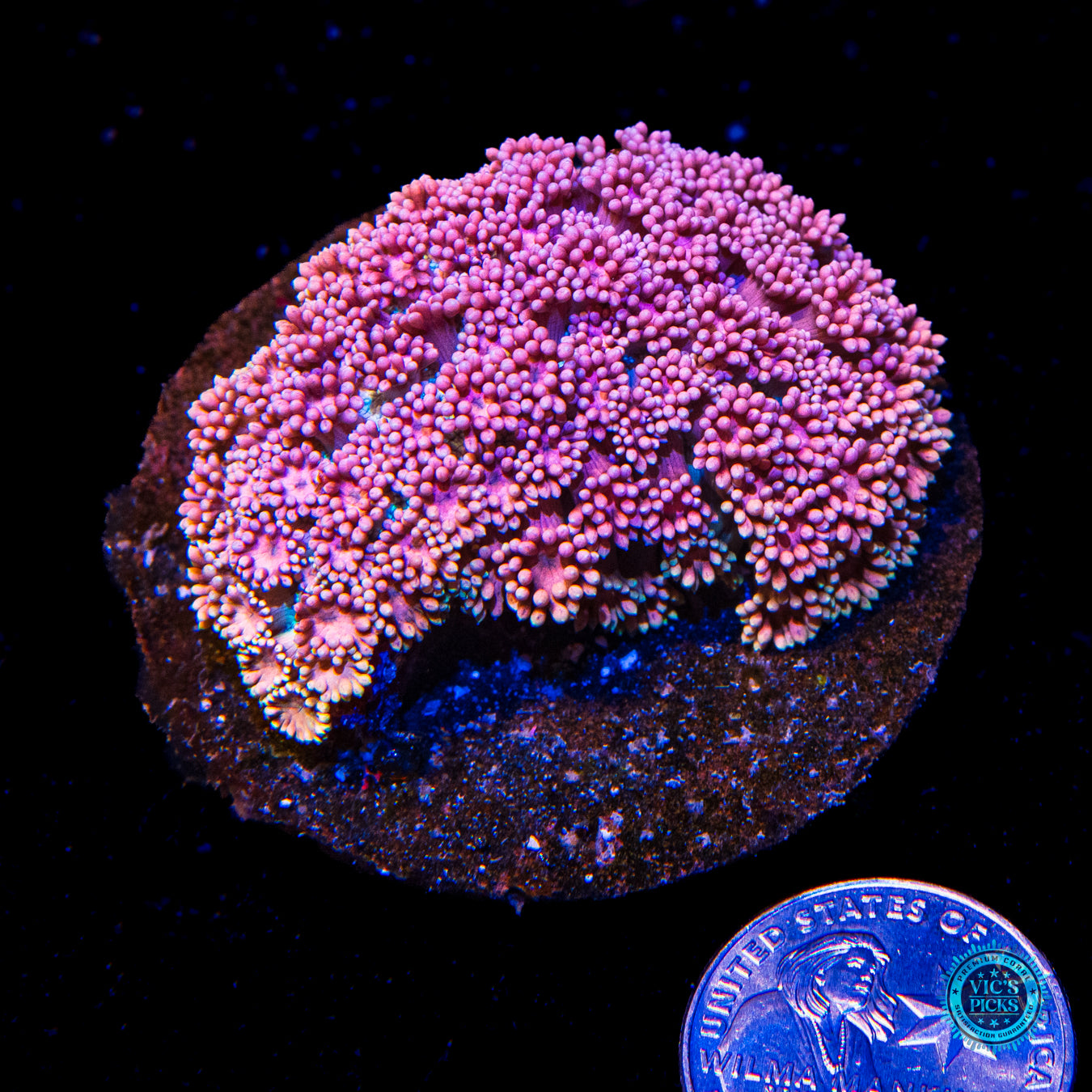 Passion Flower Goniopora