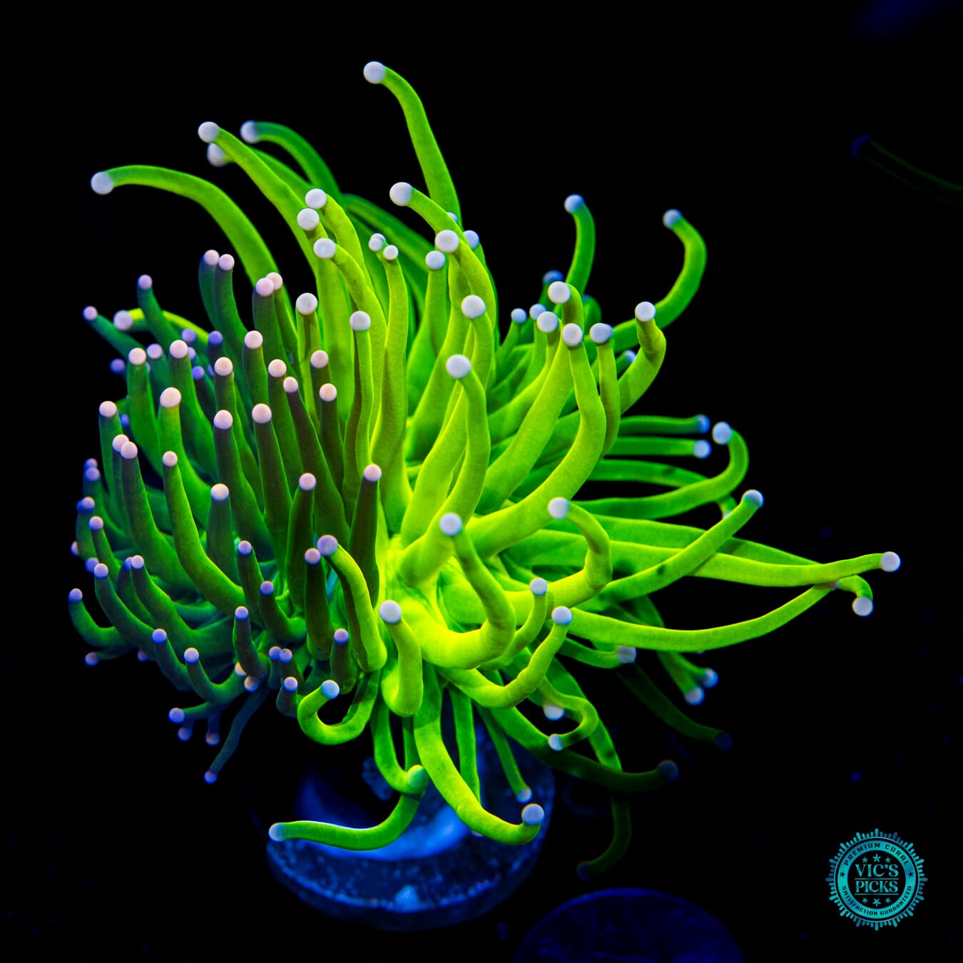 Grafted Jade Serpent x Cotton Candy Torch - Daylight Photo