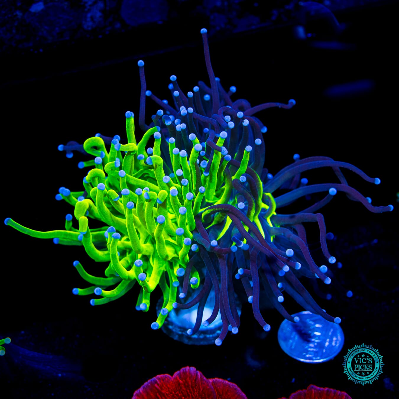 Grafted Star Trail x Blue Tipped Neon Torch - Daylight Photo