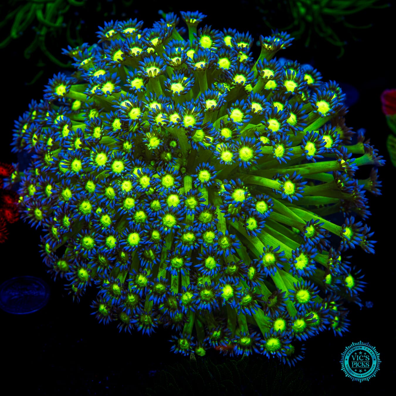 Grape Ninja Goniopora - Daylight Photo