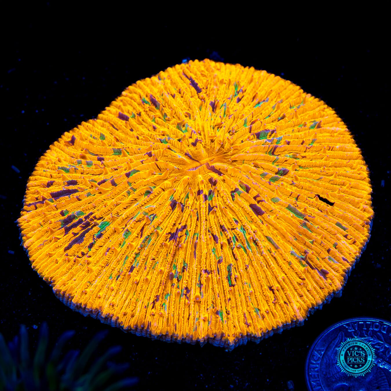 Confetti Plate - Daylight Photo