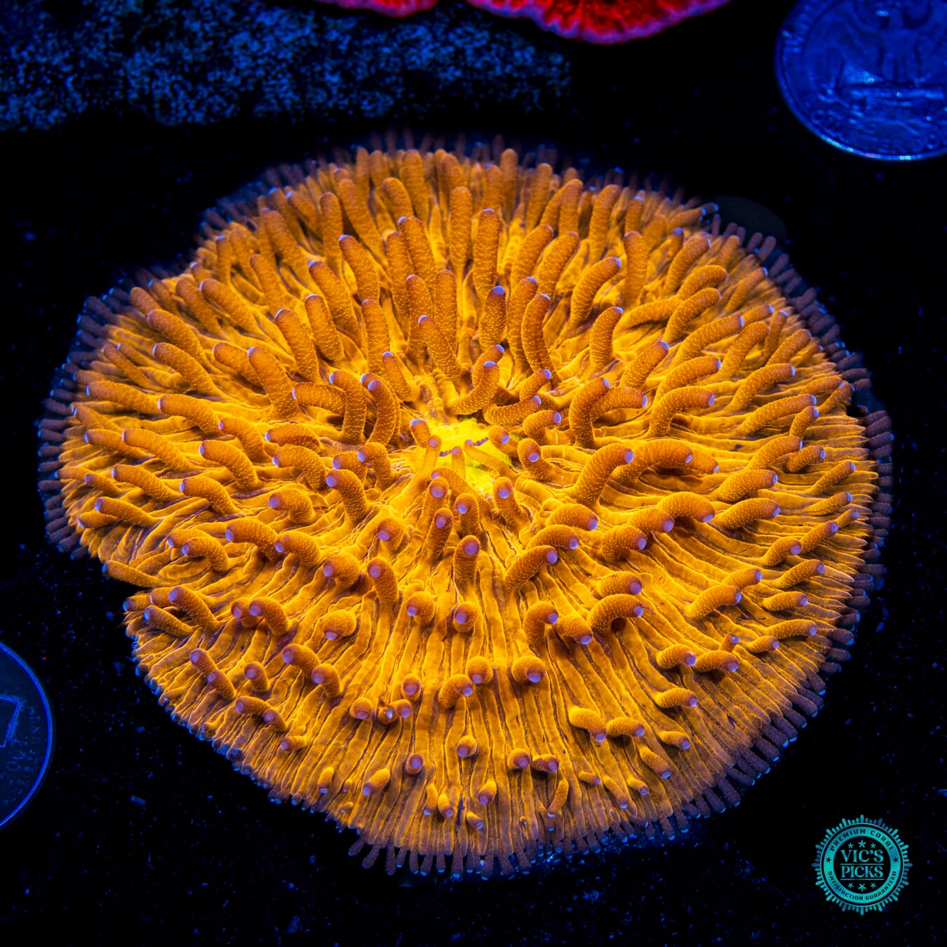 Sunny Day Plate - Daylight Photo