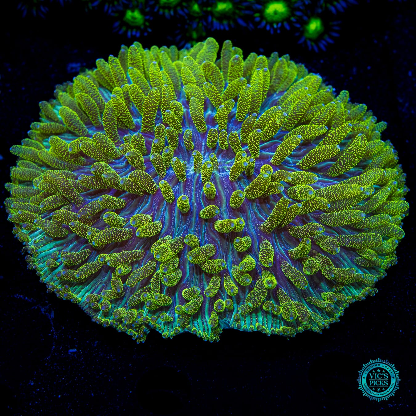 Glitter Tentacle Plate - Daylight Photo