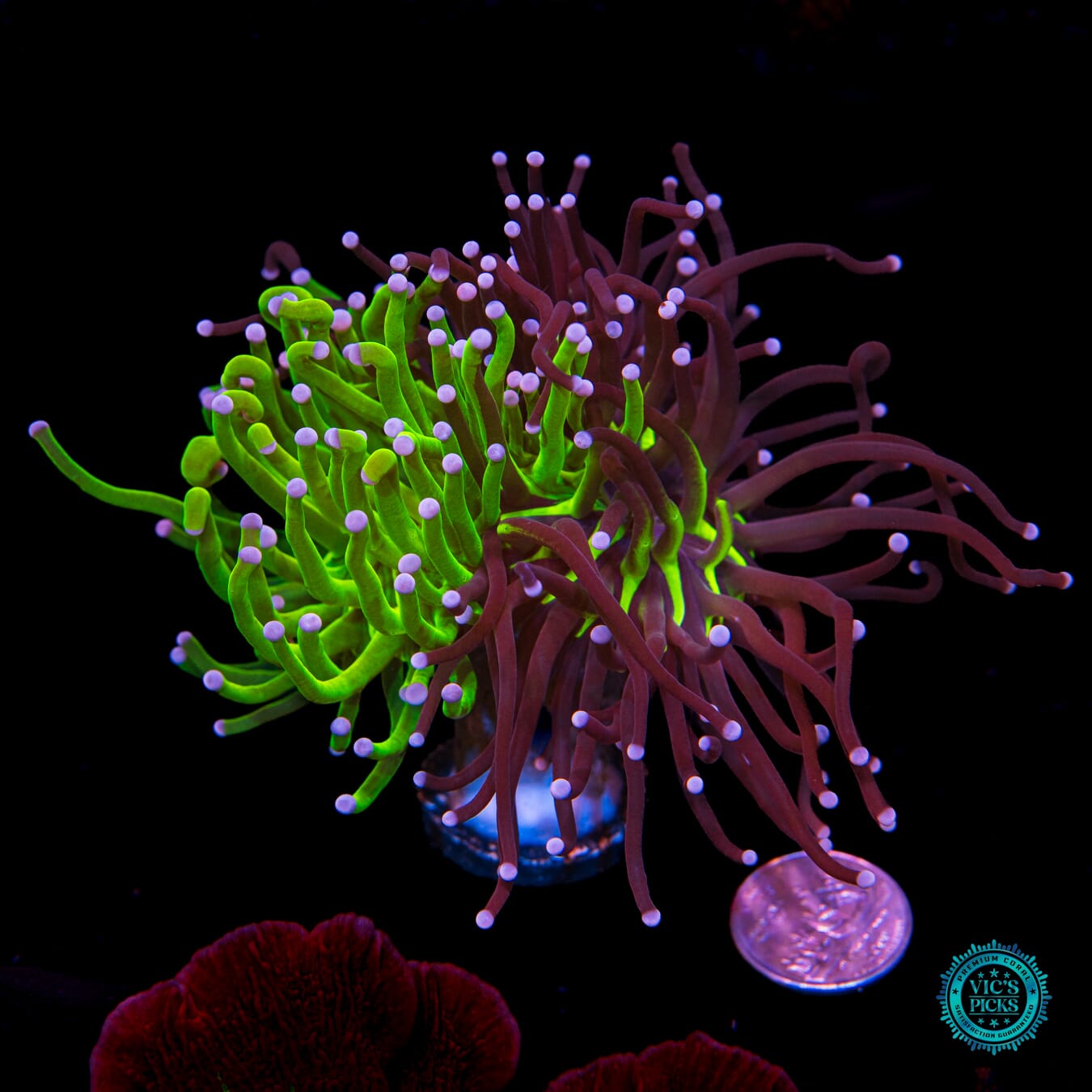 Grafted Star Trail x Blue Tipped Neon Torch - Actinic Photo