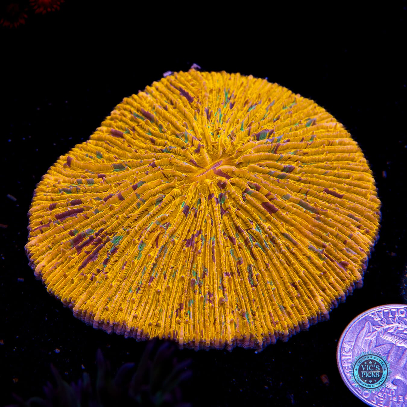 Confetti Plate - Actinic Photo