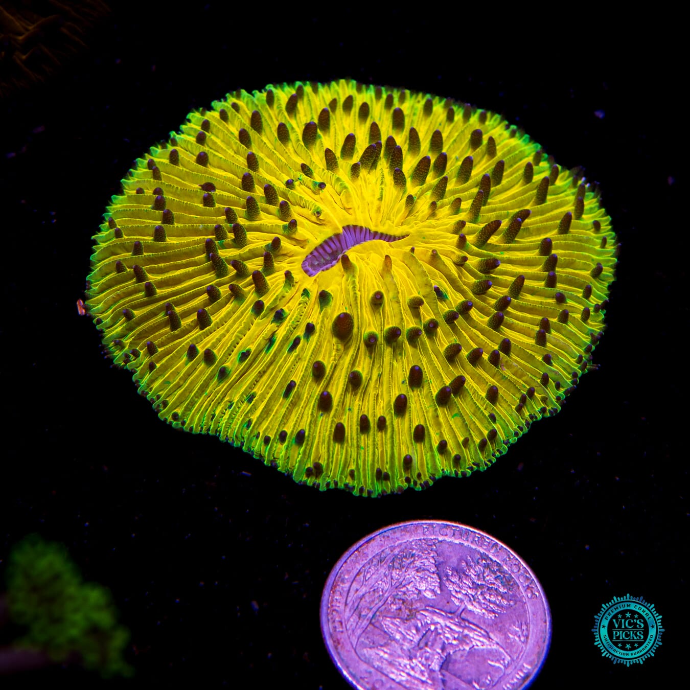 Electric Slide Plate - Actinic Photo