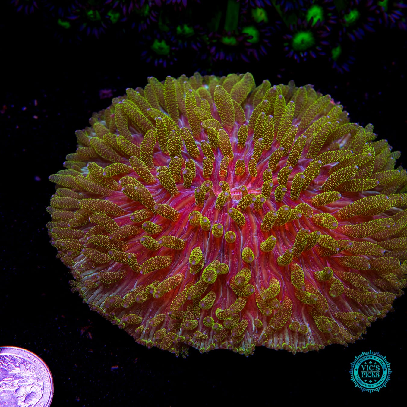 Glitter Tentacle Plate - Actinic Photo