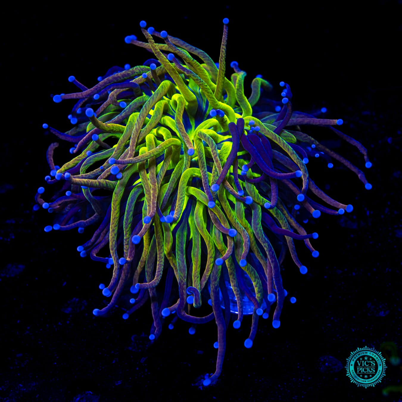 Fel Flame Torch - Daylight Photo