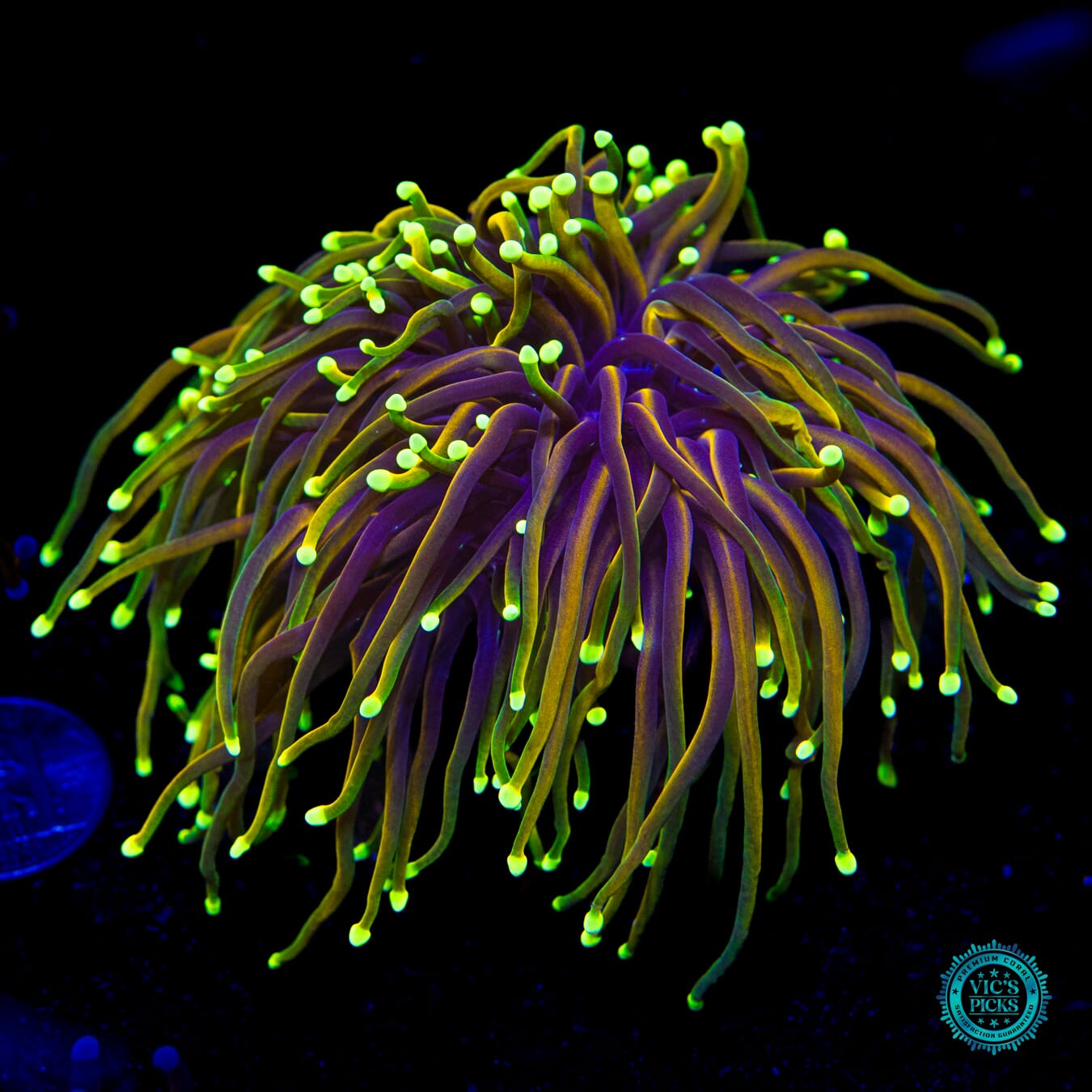 Juicy Fruit Torch - Daylight Photo