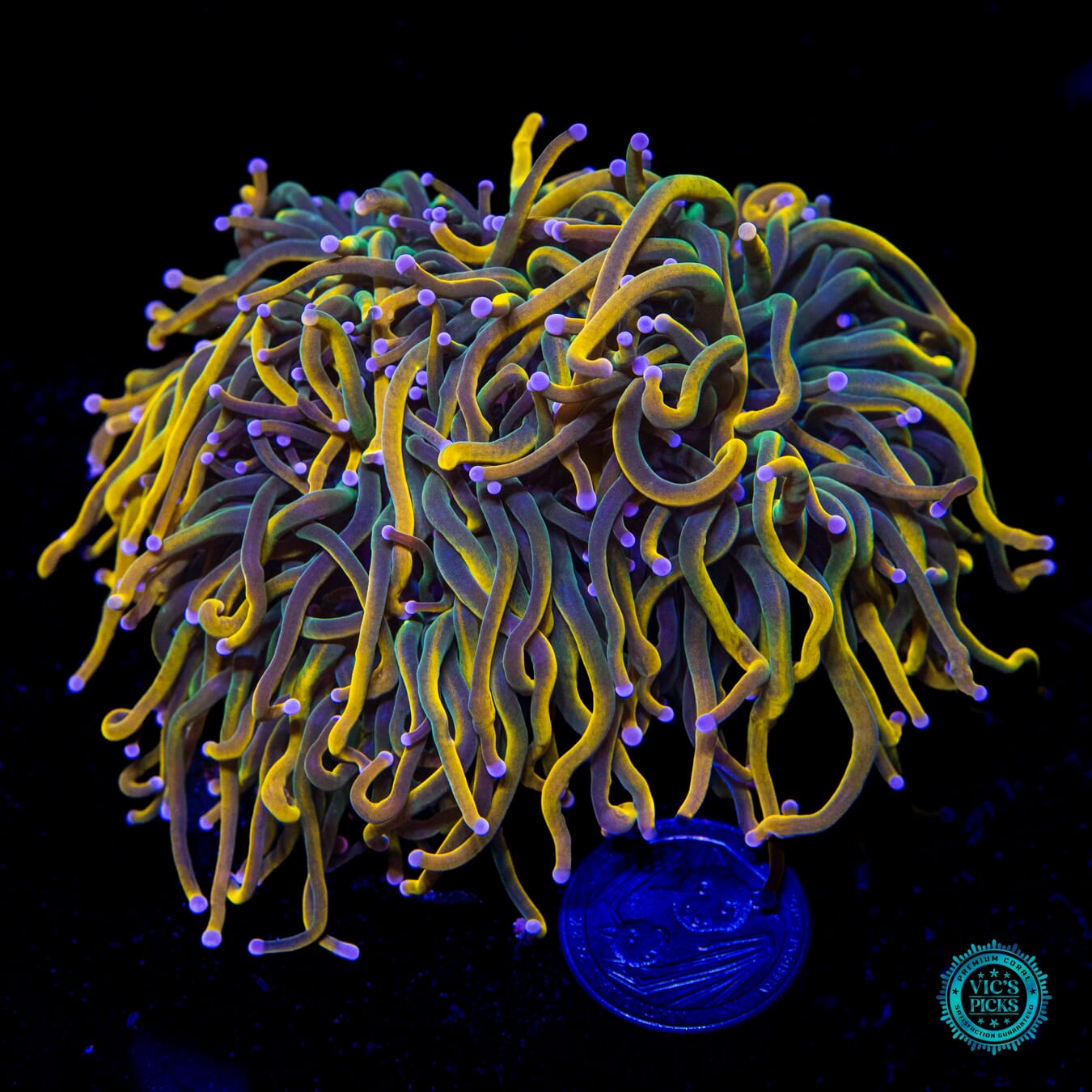 Rapunzel Torch - Daylight Photo