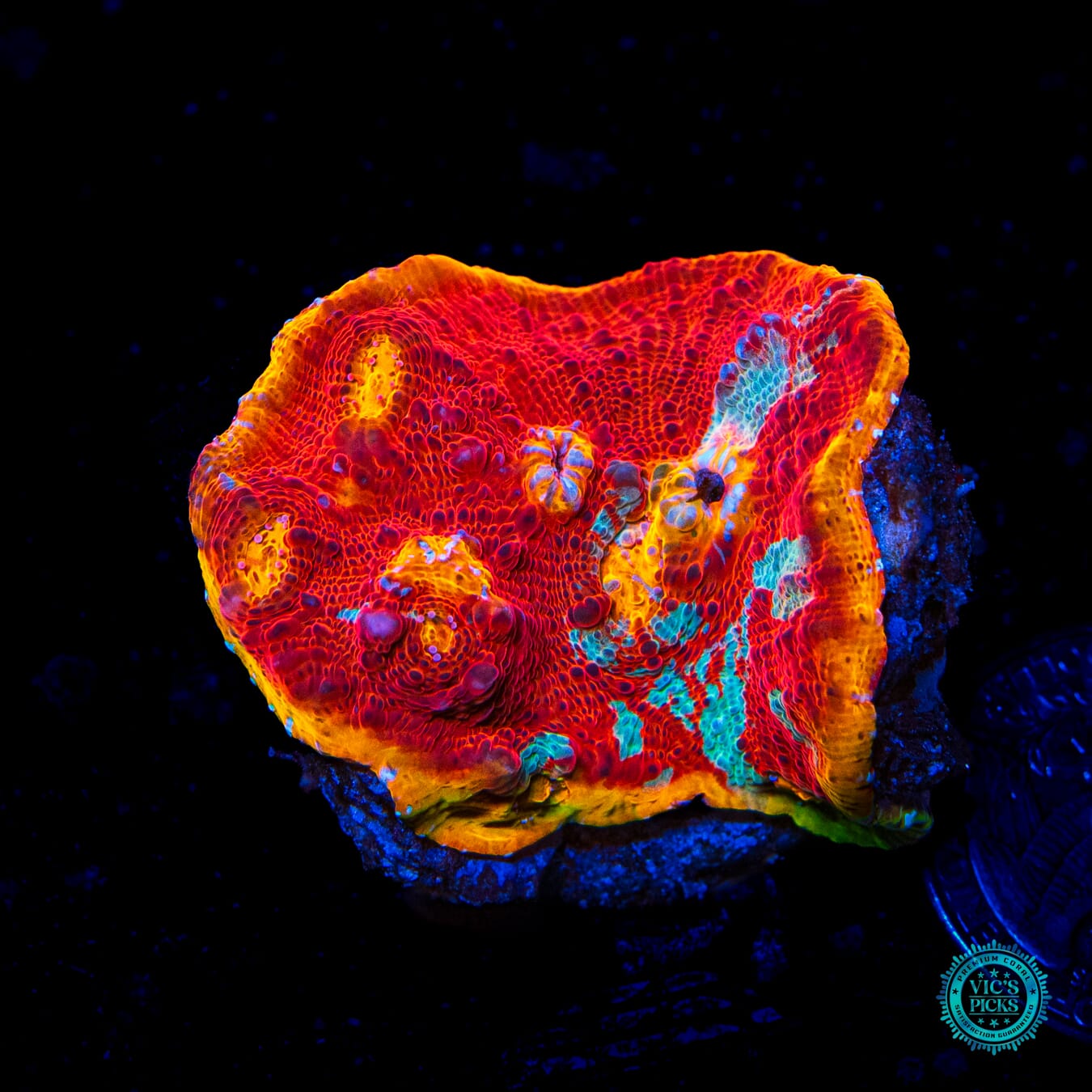 Tropic Thunder Rainbow Chalice - Daylight Photo