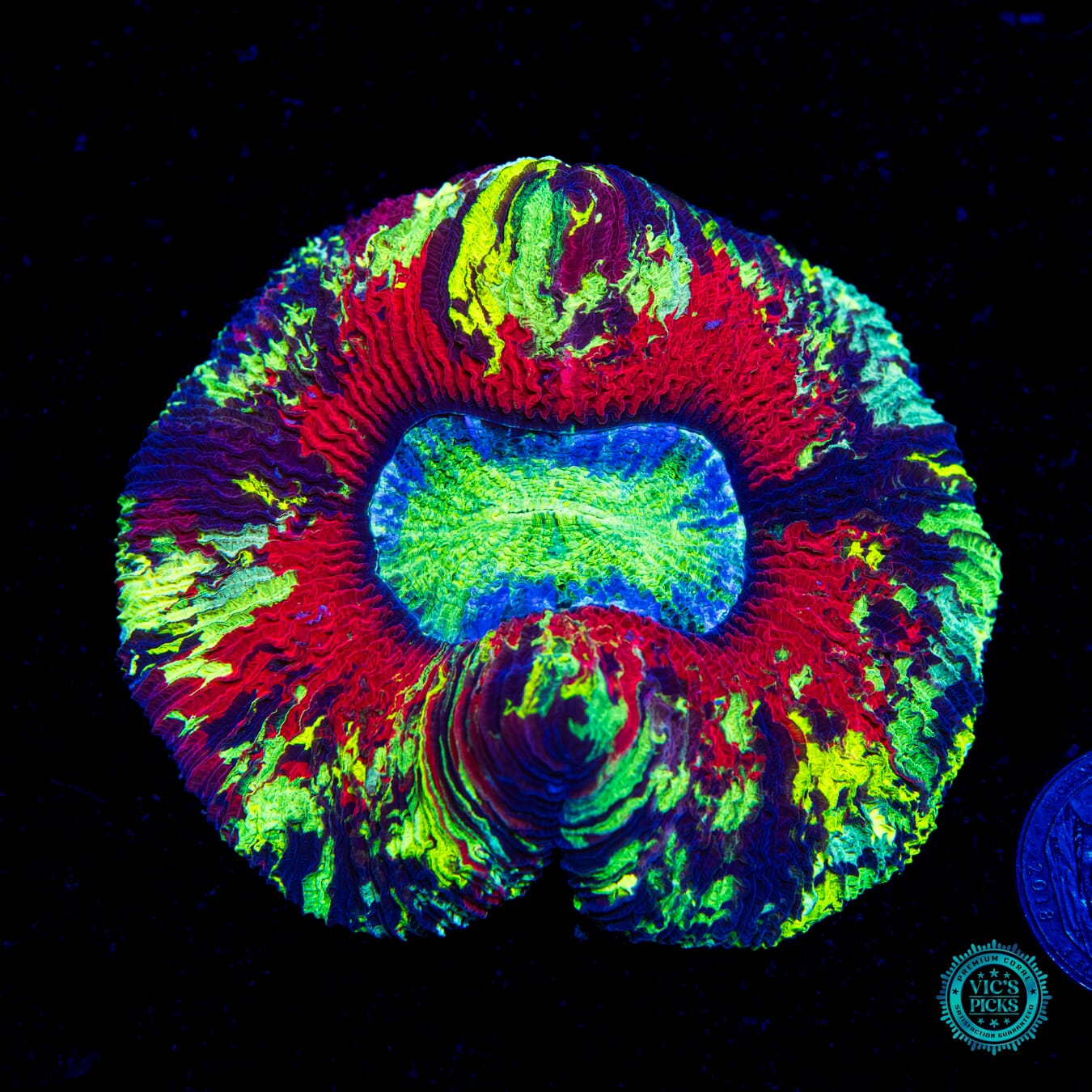 Electric Inferno Trachyphyllia - Daylight Photo