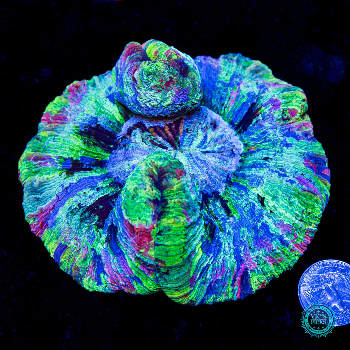 Easter Egg Trachyphyllia - Daylight Photo