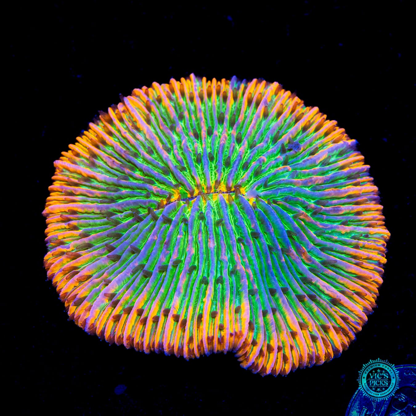 EDC Afterparty Plate - Daylight Photo