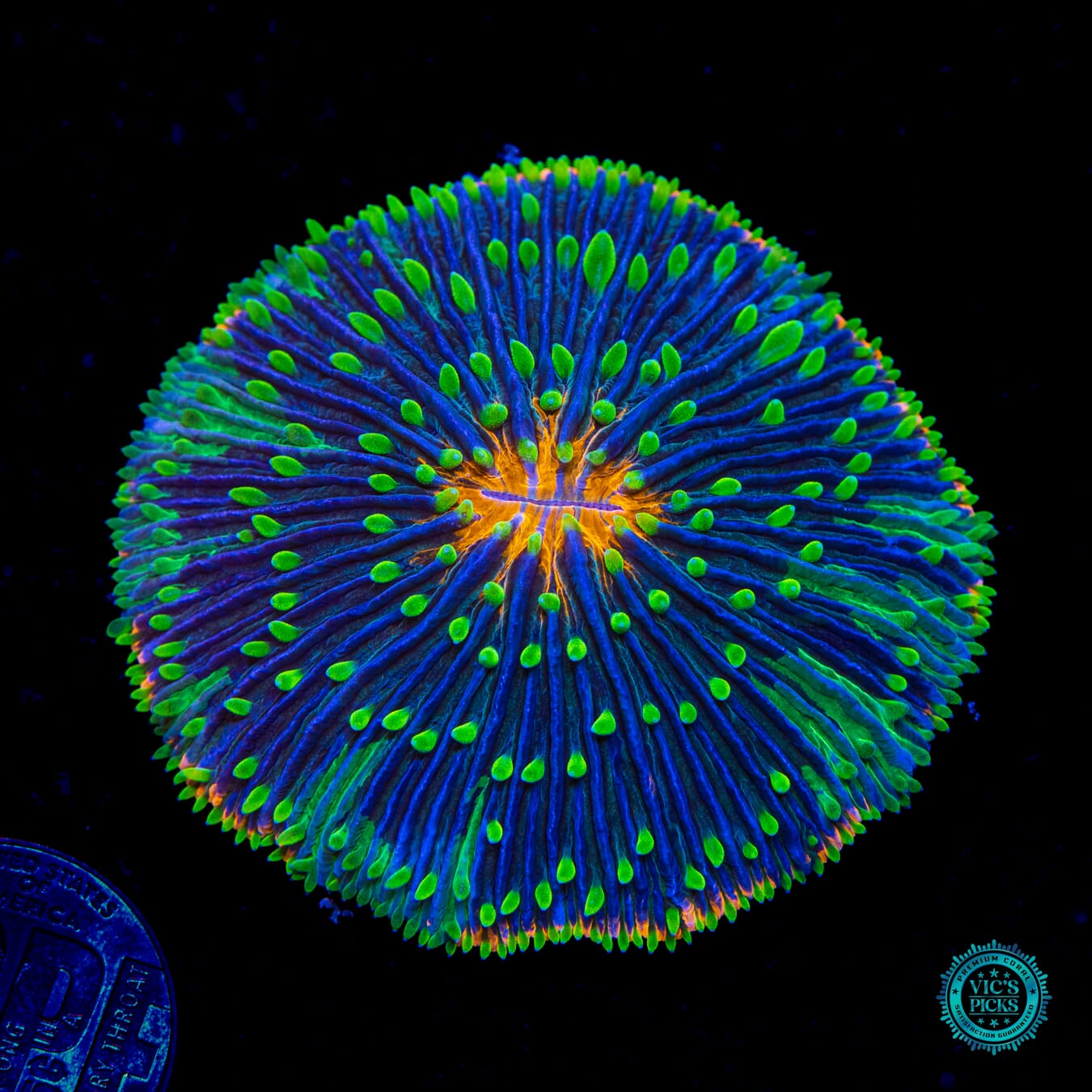 Droolinator Plate - Daylight Photo