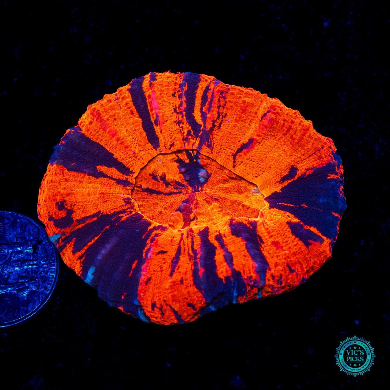 War Machine Scolymia - Daylight Photo