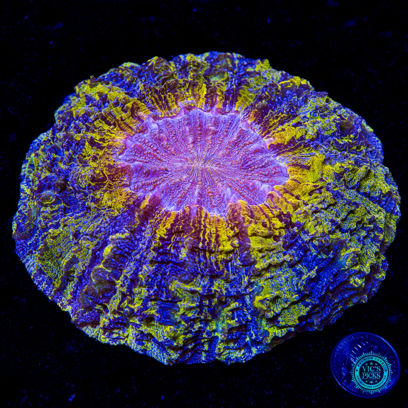 Craziest Cajun Acanthophyllia - Daylight Photo