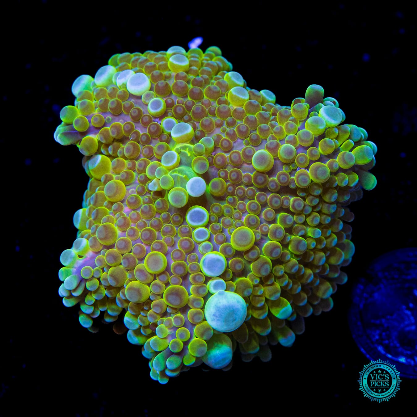 Golden Bubbles Yuma Mushroom - Daylight Photo