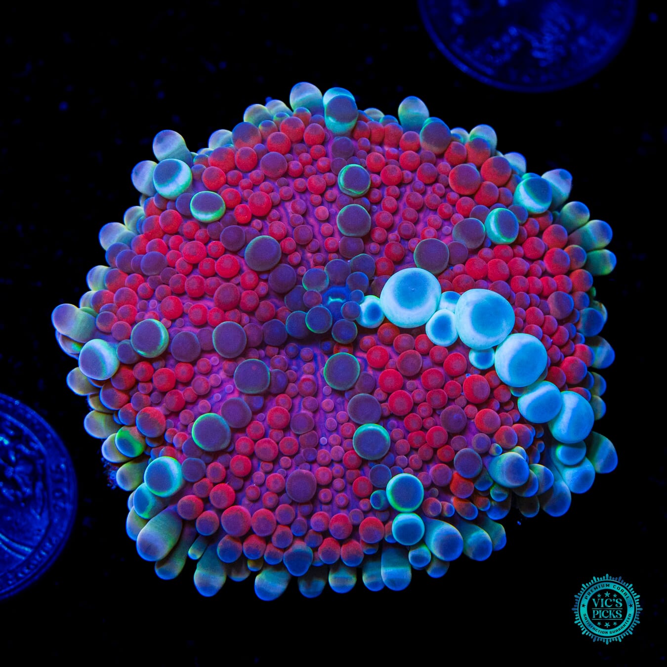 Lava Bubbles Yuma Mushroom - Daylight Photo