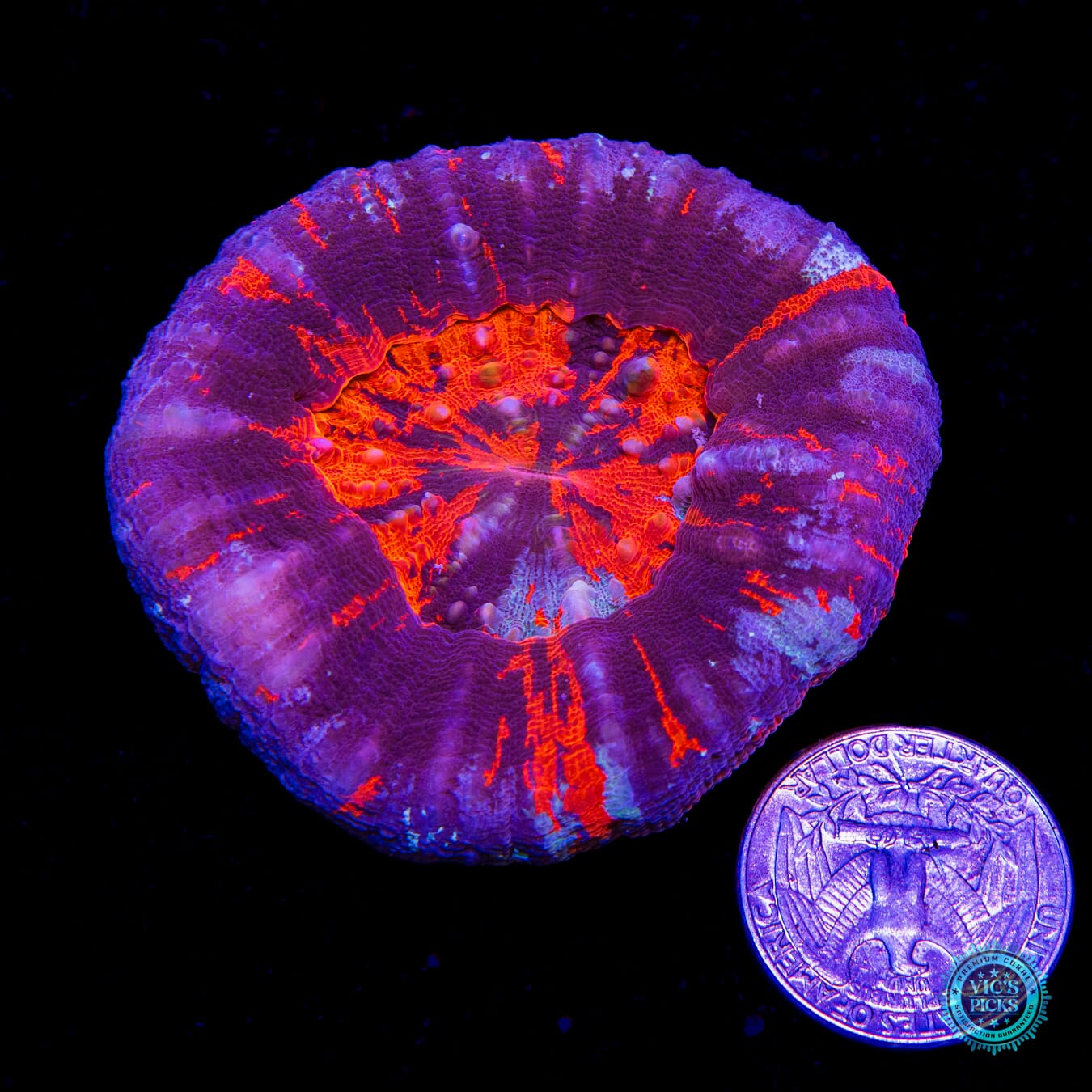 Crystallized Flame Scolymia - Actinic Photo