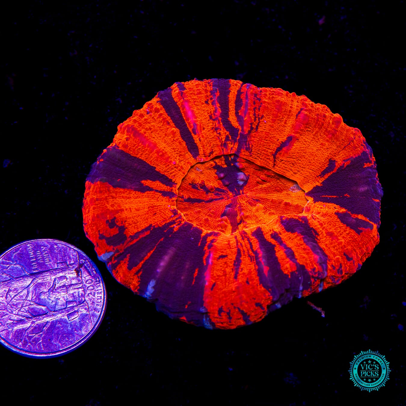 War Machine Scolymia - Actinic Photo