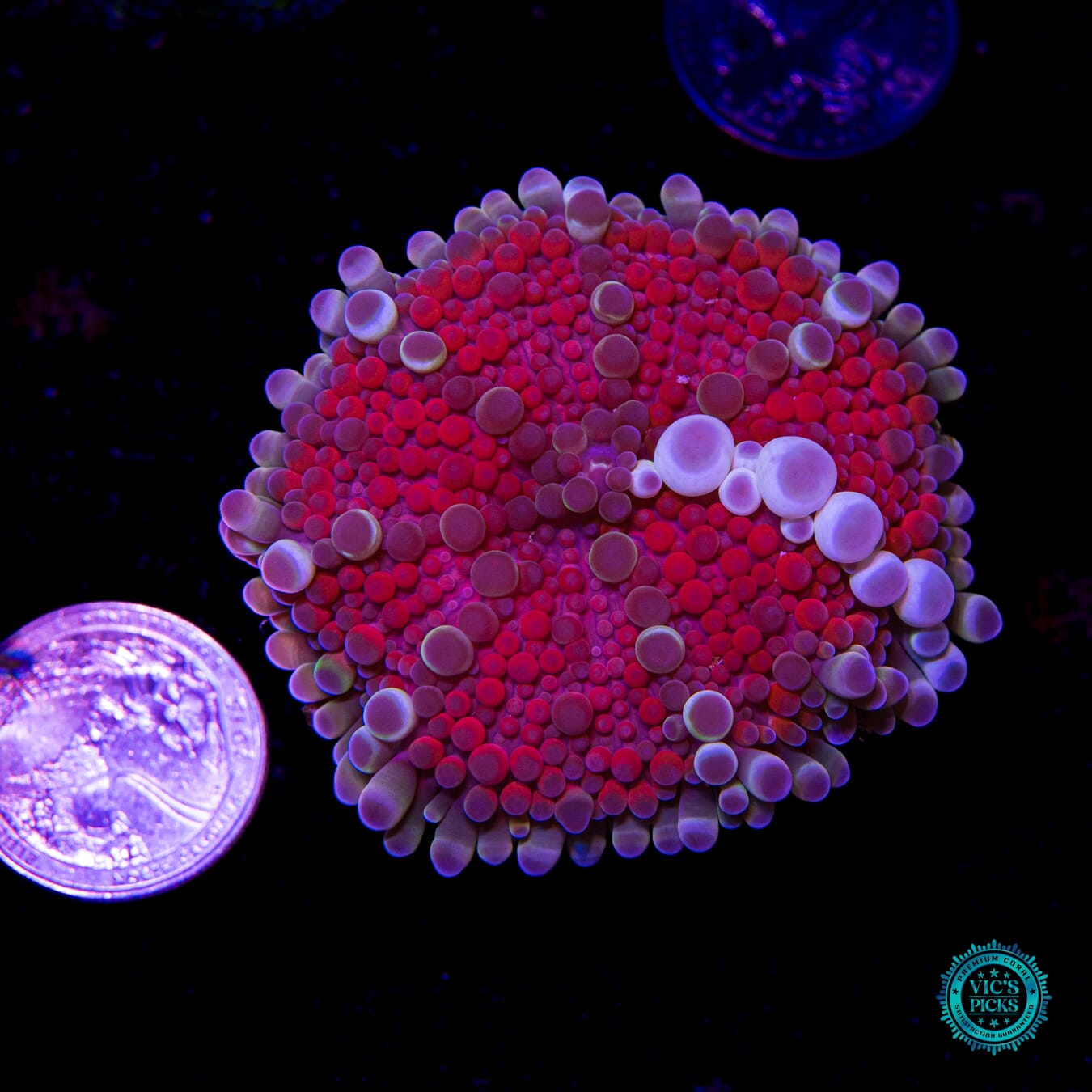 Lava Bubbles Yuma Mushroom - Actinic Photo