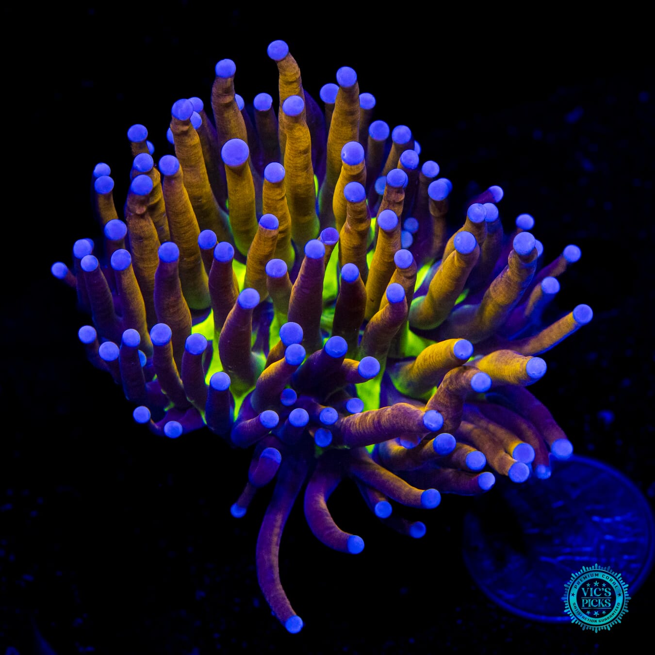 Fel Flame Torch - Daylight Photo