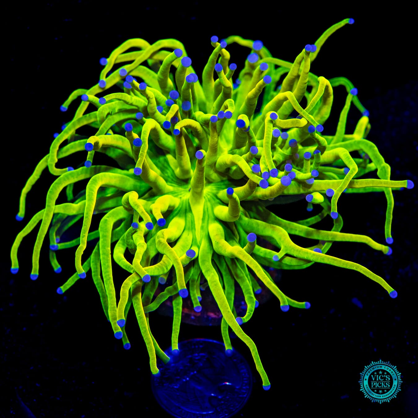 Banana Grail Torch - Daylight Photo