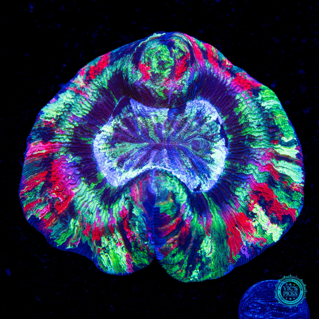 Seafoam Splatter Trachyphyllia - Daylight Photo