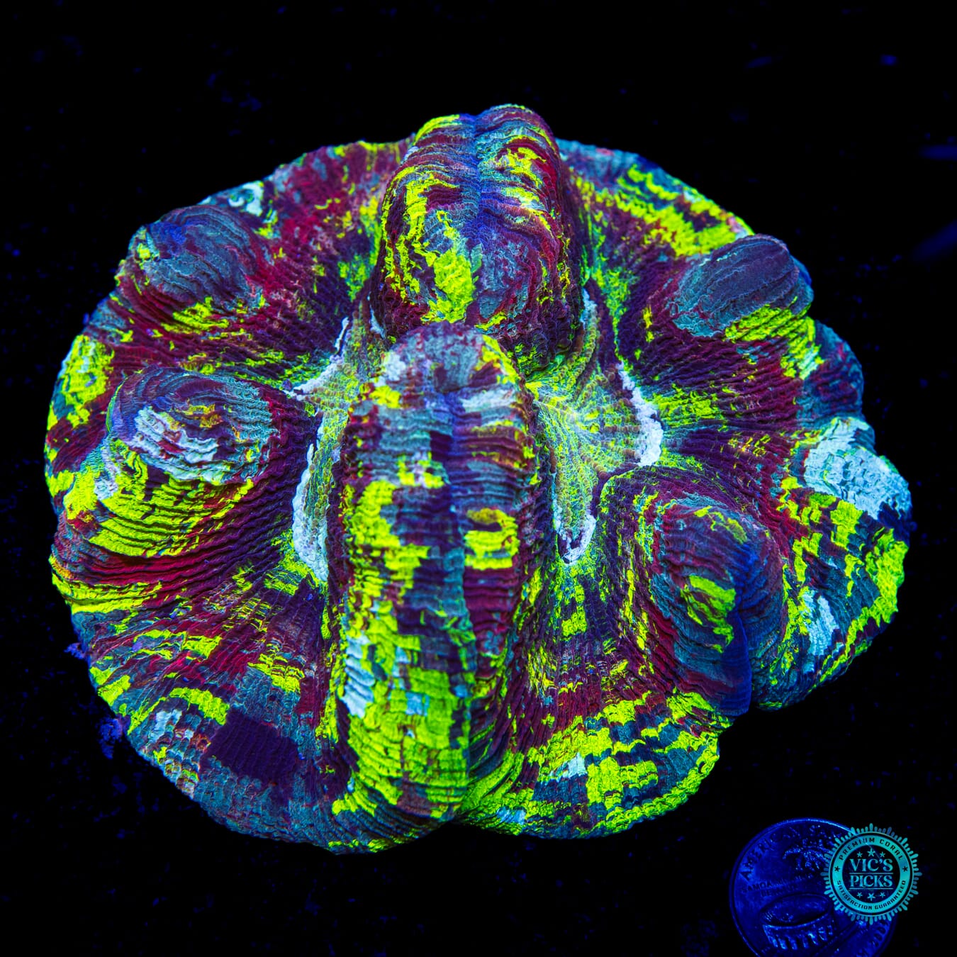 Spellbinder Trachyphyllia - Daylight Photo