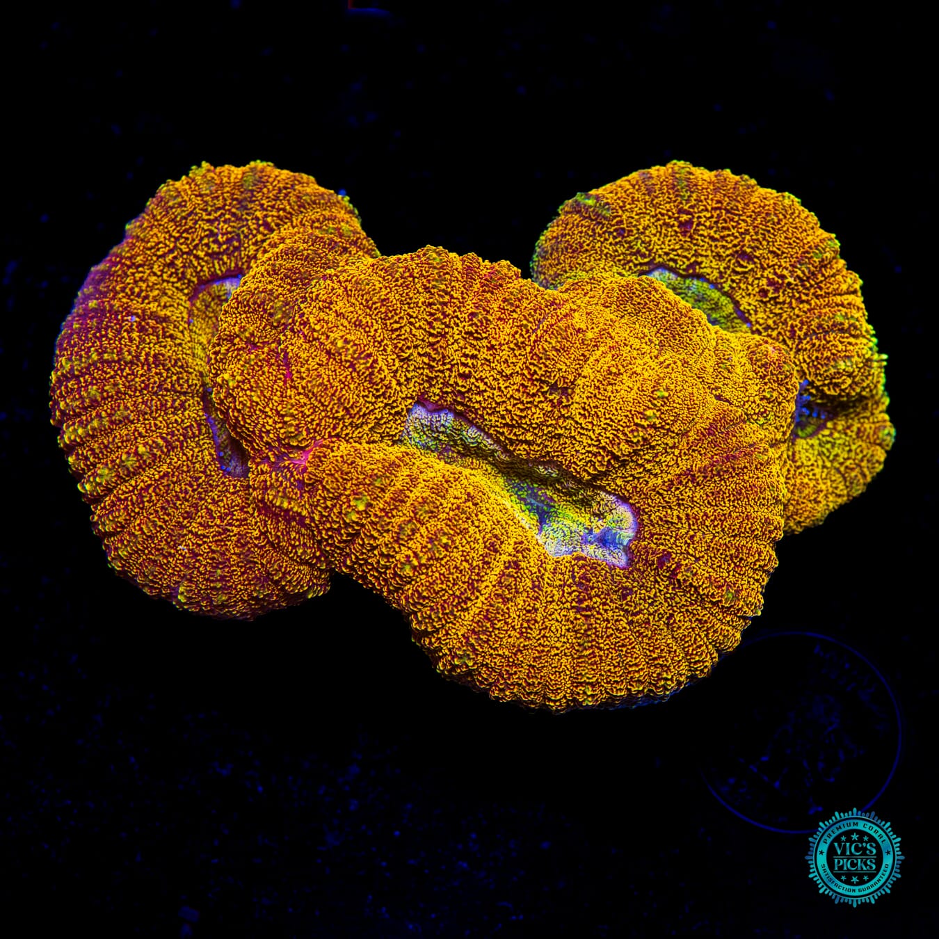 Golden Goblet Lobophyllia - Daylight Photo