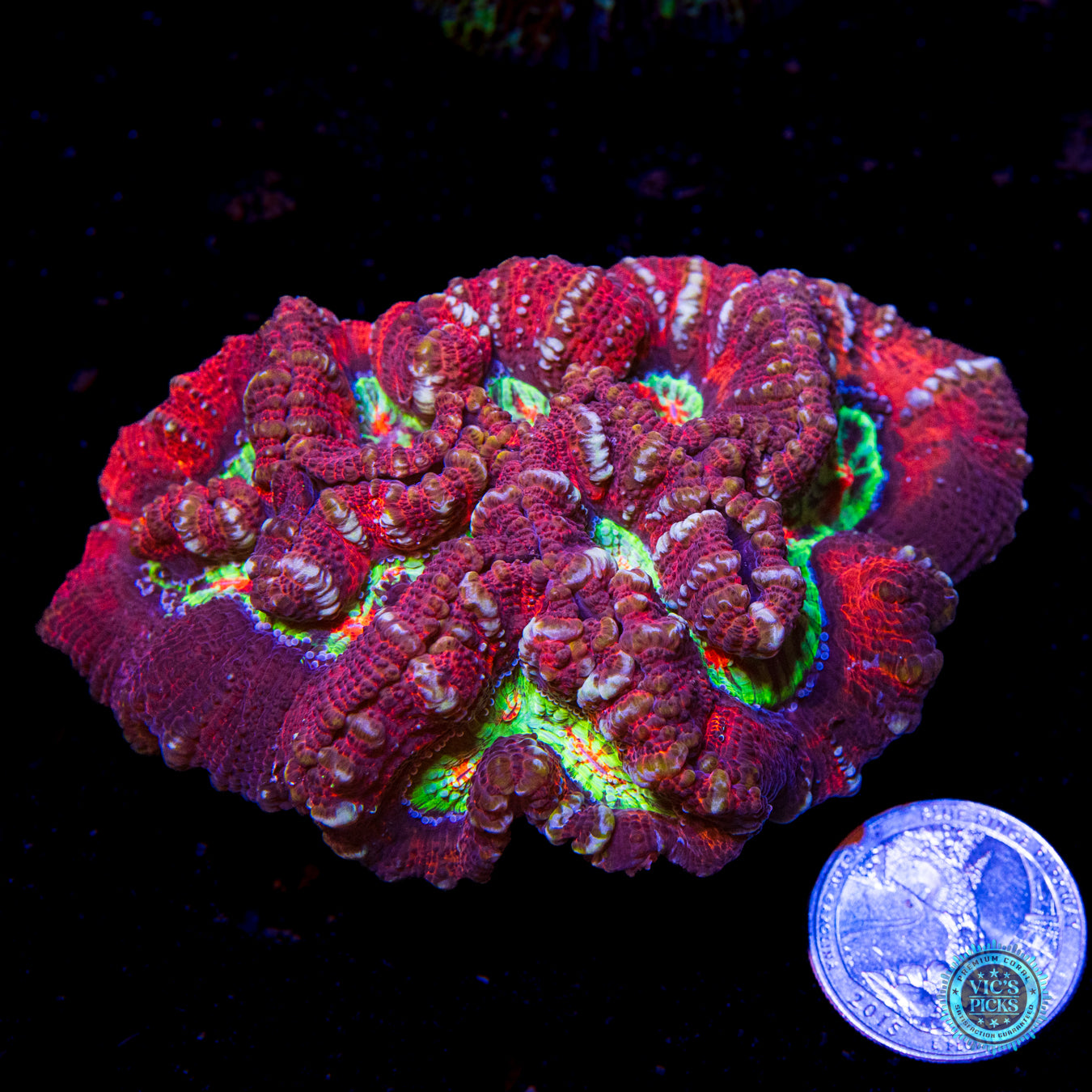 Crimson Tiger Hidden Dragon Symphyllia Wilsoni