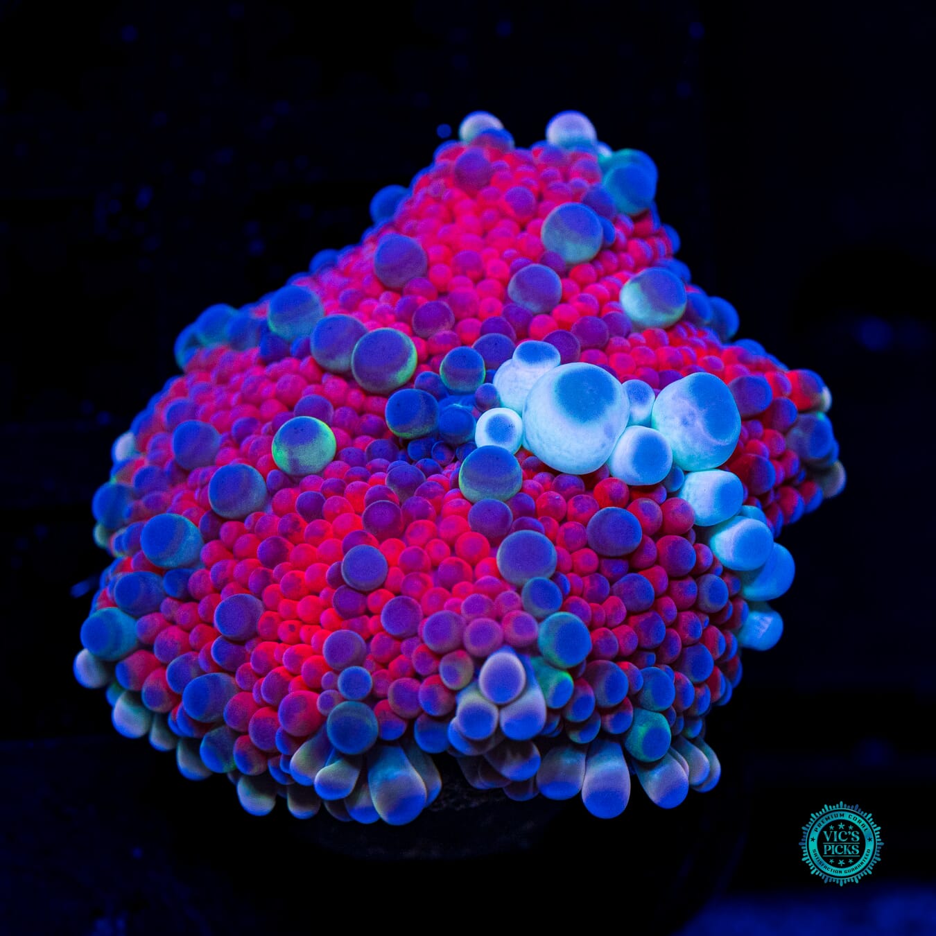 Bubble Rave Yuma Mushroom - Daylight Photo