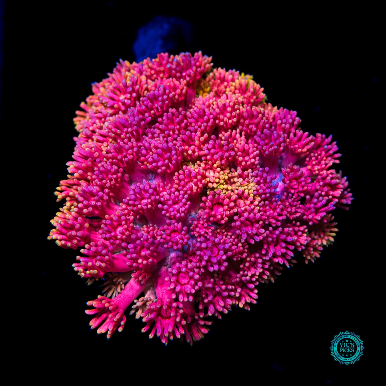 Nuclear Pink Goniopora - Daylight Photo