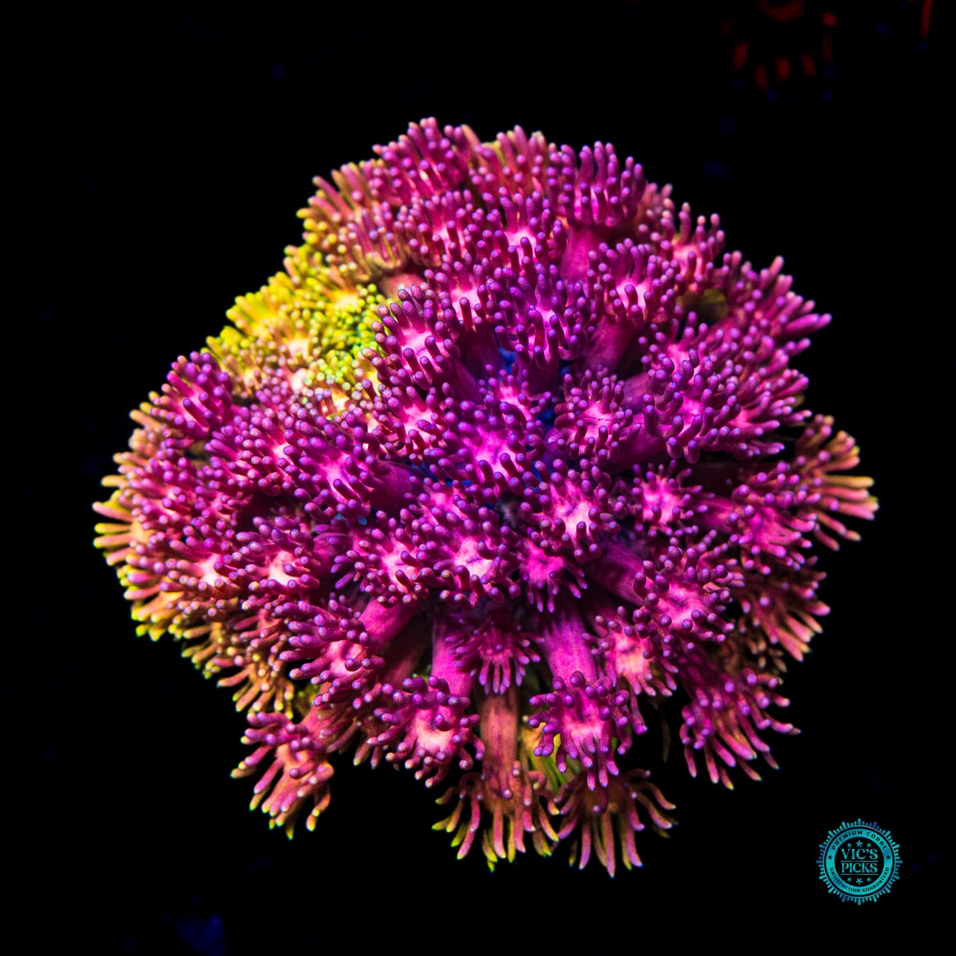 Jewel Thief Goniopora - Daylight Photo