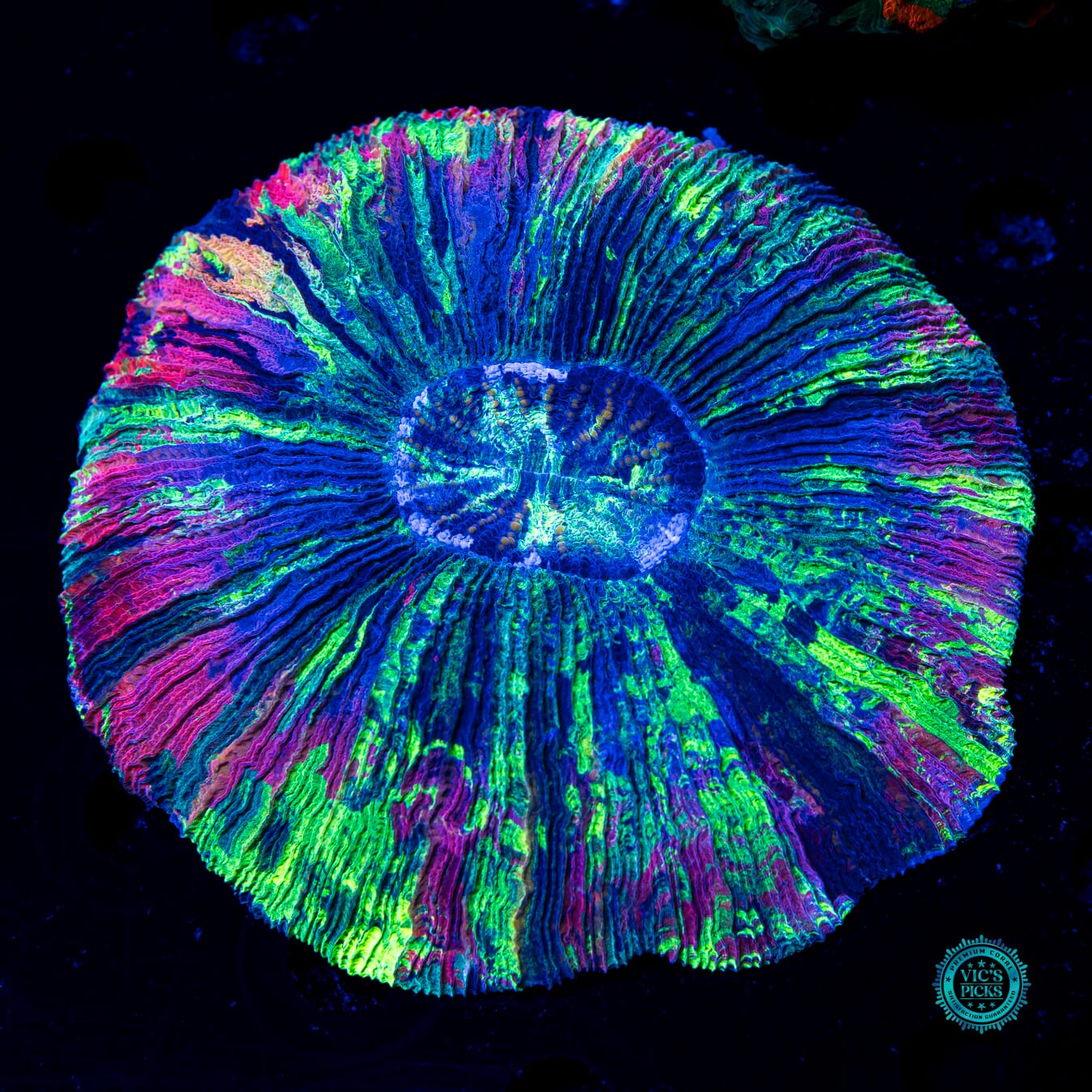 Groovy Tie Dye Trachyphyllia - Daylight Photo